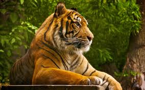 proud tiger