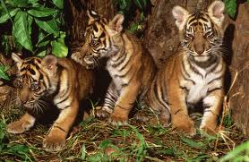 proud tiger